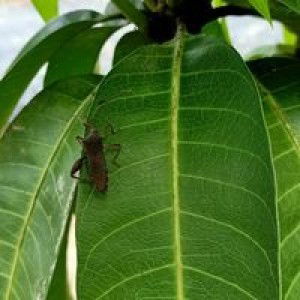 Nifsa Az-zahra profile icon