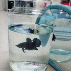 Maliki Maliki profile icon