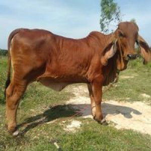 สุกัญญา ด้ามพรม profile icon