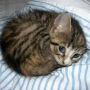 Dung thùy profile icon