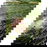 Susi Bakri Sipayung profile icon