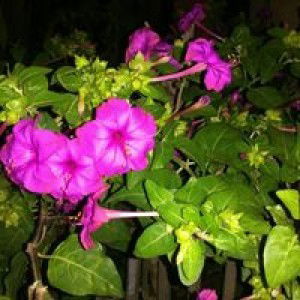 Bu Muinah Muin profile icon