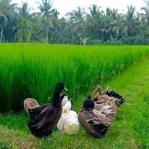 Hanna Syahidah profile icon