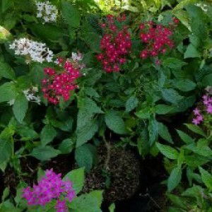 Lintang Ayu Kinanti profile icon