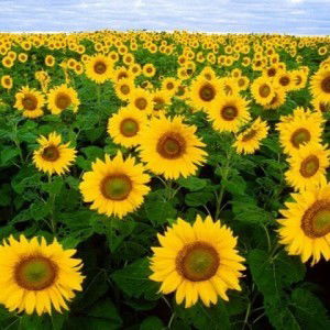 Jamilah Mukhtar profile icon