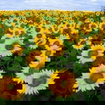 Jamilah Mukhtar profile icon