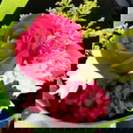 samihah mohd nasir profile icon