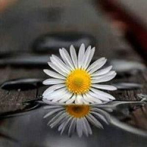 Septiyani profile icon