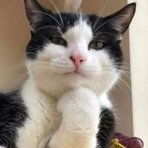 Meaw Piyawan profile icon