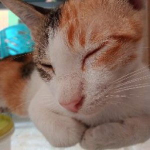 ana nurhasanah profile icon