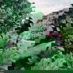 Noonut Ka profile icon