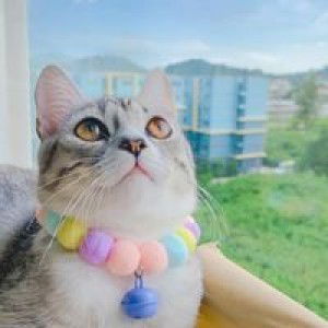 Daa Pabo profile icon