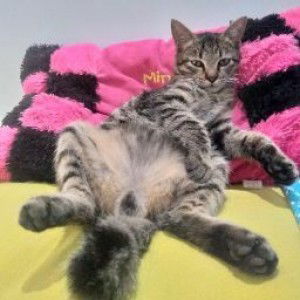 Wahyu Konyel profile icon