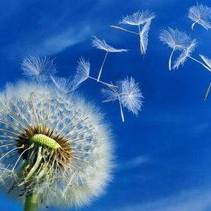 Qurrotun Mardhiyah profile icon