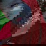 Saputri Hefa Aliza profile icon