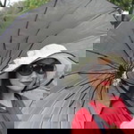 Shasa Yanggg profile icon