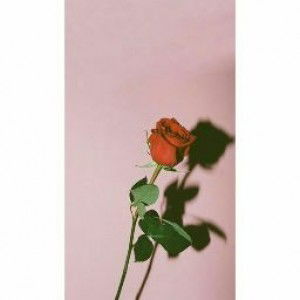 Nur Salimah Arsi profile icon