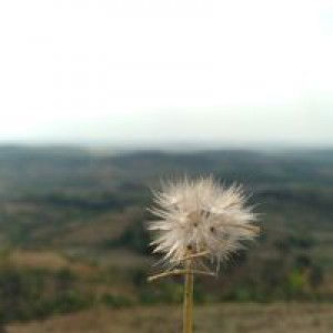 Gulit Novi profile icon