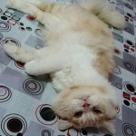 Nursyazwani Haji Muda profile icon