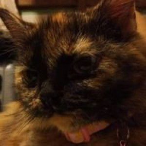 Jennirose De Leon Domingo profile icon