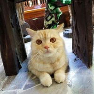 เจ้าหนู มารี profile icon