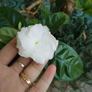 Teteh Naila profile icon