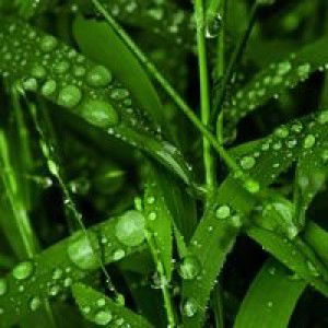 Lidya May Arista profile icon