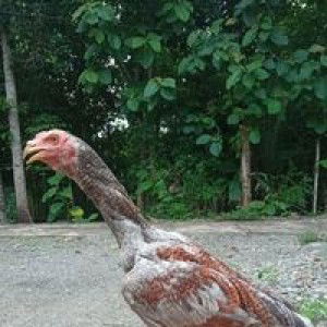 Feri Feri profile icon