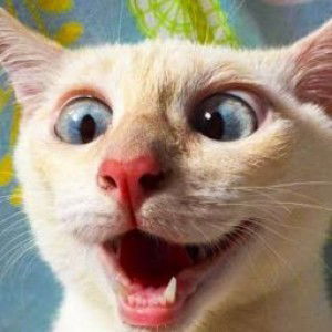 All about FUN profile icon