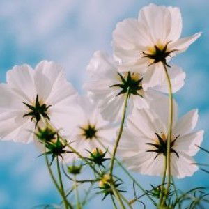 Syery Lady profile icon