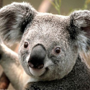 cindy magdalena profile icon