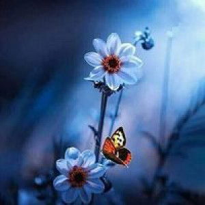 Aisyaharsyadasma Anajwaalbiansyahalfathuniswa profile icon