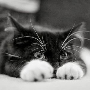 afiey sha profile icon