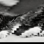 afiey sha profile icon