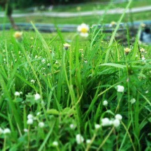 Lu'lu Nurwalidah Sasmita profile icon