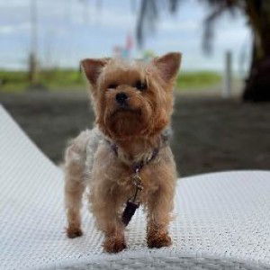 Ivy Alcantara profile icon