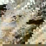 حفظة الحميرة profile icon