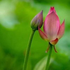 Ummu Devan profile icon