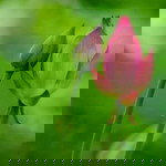 Ummu Devan profile icon