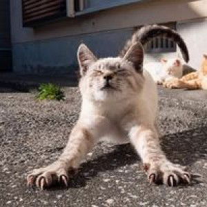 Sola Eve profile icon