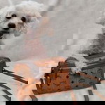 Lizzie Visetos profile icon