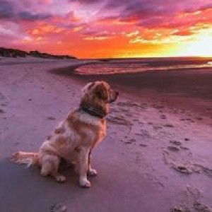 Oanh Vo profile icon