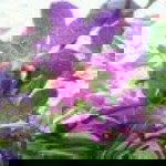 Nur ILLahi profile icon