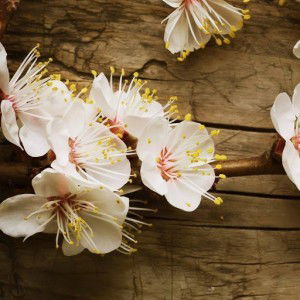 Juliette Berro profile icon