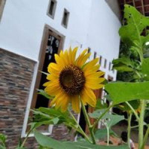 Latifah Ayu profile icon