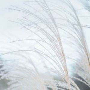 Sareen Rordkub profile icon