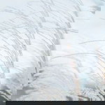 Sareen Rordkub profile icon