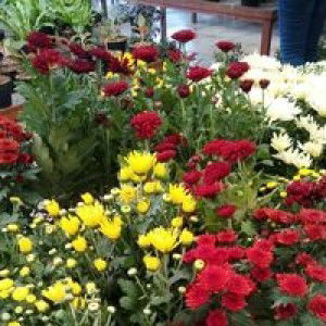 Aliezz InWonderland profile icon