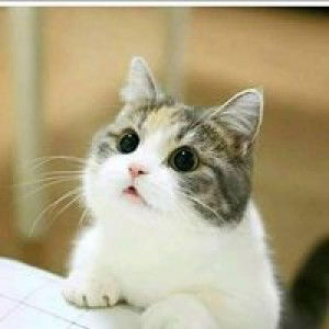 Ririn Arsu profile icon