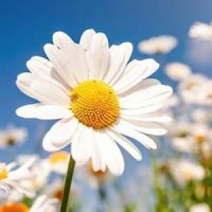 Siti Nur Rohmah profile icon